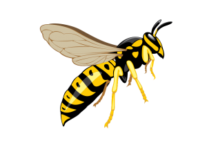 Wasp PNG-74597